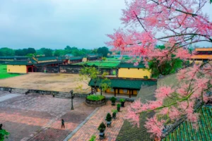 Huế mùa hoa ngô đồng – Sắc đỏ bên dòng Hương